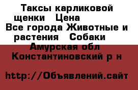 Таксы карликовой щенки › Цена ­ 20 000 - Все города Животные и растения » Собаки   . Амурская обл.,Константиновский р-н